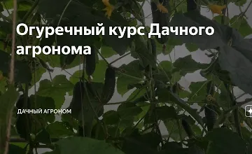 Изображение курса Огуречный Курс