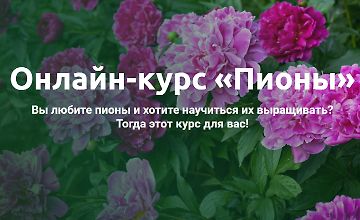 Изображение курса Онлайн-курс «Пионы»