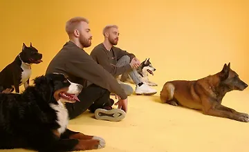 Изображение курса Онлайн-курс по дрессировке собак (базовое обучение)