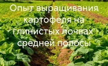 Изображение курса Опыт выращивания картофеля на глинистых почвах средней полосы
