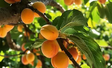 Изображение курса Основы Плодоводства