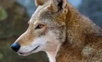 Изображение курса Полевой гид по дикой природе Северной Америки