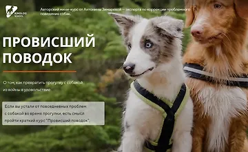 Изображение курса Провисший поводок