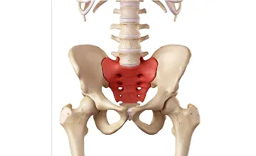Изображение курса Работа с тазобедренным суставом