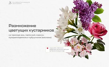 Изображение курса Размножение цветущих кустарников