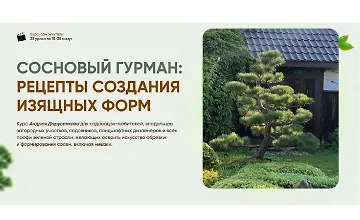 Изображение курса Сосновый гурман: рецепты создания изящных форм