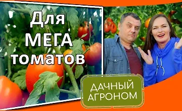 Изображение курса Томатный курс