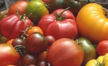 Изображение курса Томаты