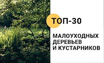 Изображение курса Топ-30 малоуходных деревьев и кустарников