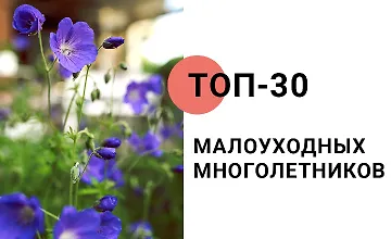 Изображение курса Топ-30 малоуходных многолетников