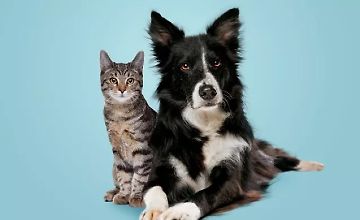 Ветеринарная школа для всех: Уход за кошками и собаками logo