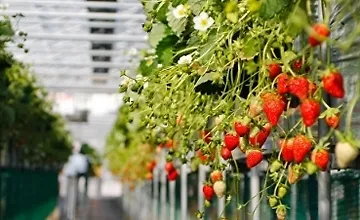 Изображение курса Выращивание клубники