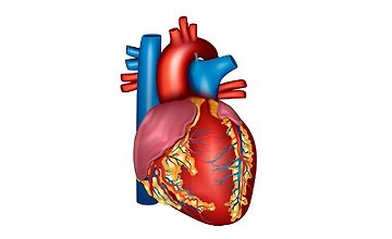 Здоровье сердца и сосудов — как нормализовать артериальное давление