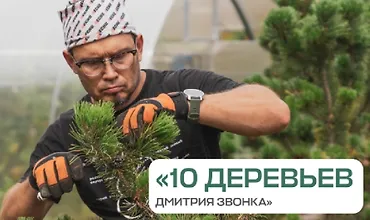Изображение курса 10 деревьев Дмитрия Звонка