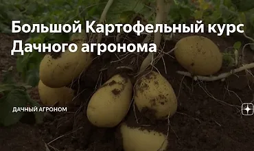 Изображение курса Большой Картофельный курс