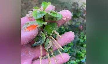 Изображение курса Черенкование