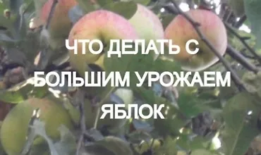 Изображение курса Что делать с большим урожаем яблок?