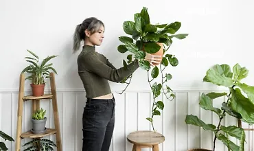 Изображение курса Фитодизайн