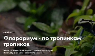 Изображение курса Флорариум - по тропинкам тропиков