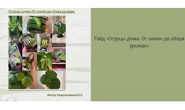 Изображение курса Гайд Огурцы дома. От семян до сбора урожая