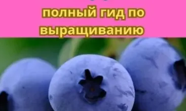 Изображение курса Голубика от А до Я: Полный гид по выращиванию