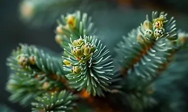 Изображение курса Хвойный мир