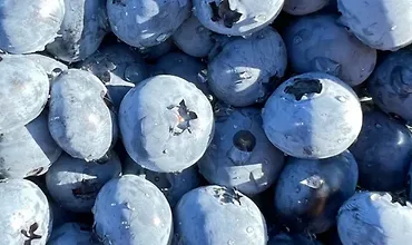 Изображение курса Интенсив по культурам для Бизнеса. Модель питомника на одной культуре: Голубика