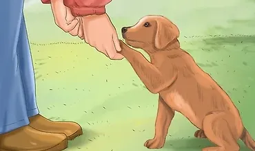 Изображение курса Как научить щенка соблюдать чистоплотность