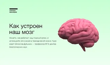 Изображение курса Как устроен наш мозг