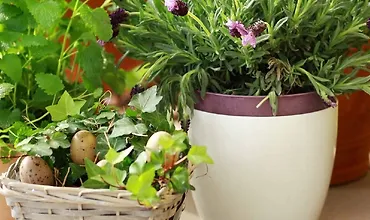 Изображение курса Как вырастить что угодно: Советы и техники контейнерного садоводства