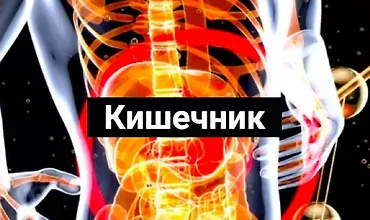Изображение курса Кишечник