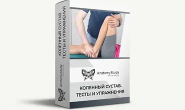 Изображение курса Коленный сустав. Тесты и упражнения