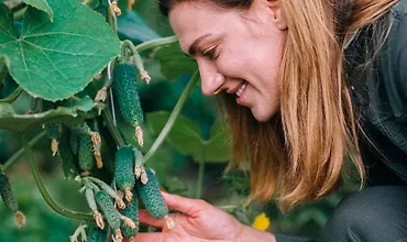 Изображение курса Мир огурцов