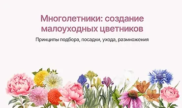 Изображение курса Многолетники: Создание малоуходных цветников
