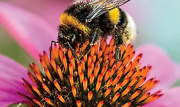 Изображение курса Наука о растениях: Введение в ботанику