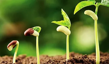 Изображение курса Наука о садоводстве