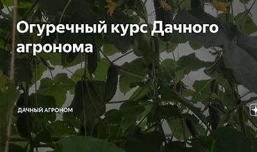 Изображение курса Огуречный Курс