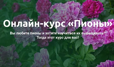 Изображение курса Онлайн-курс «Пионы»