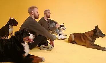 Изображение курса Онлайн-курс по дрессировке собак (базовое обучение)