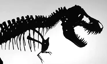 Изображение курса Основные этапы в эволюции