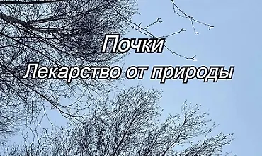 Изображение курса Почки. Лекарство от природы
