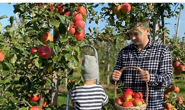 Изображение курса Секреты урожайного сада: обработки, подкормки и защита