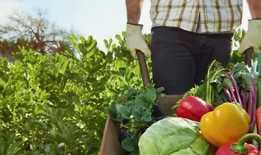 Изображение курса Школа больших урожаев