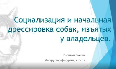 Изображение курса Социализация и начальная дрессировка собак, изъятых у владельцев