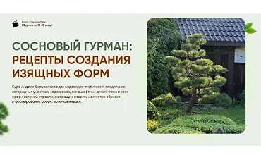 Изображение курса Сосновый гурман: рецепты создания изящных форм