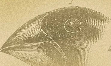 Изображение курса Теория эволюции: История споров