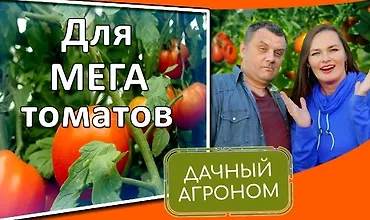 Изображение курса Томатный курс