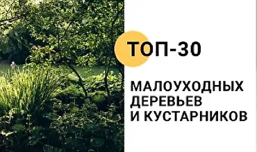 Изображение курса Топ-30 малоуходных деревьев и кустарников