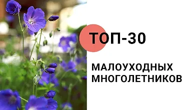 Изображение курса Топ-30 малоуходных многолетников