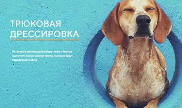 Изображение курса Трюковая дрессировка